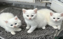 Persian cats for sale: 3 white half Persian kittens, ready soon - Image 8