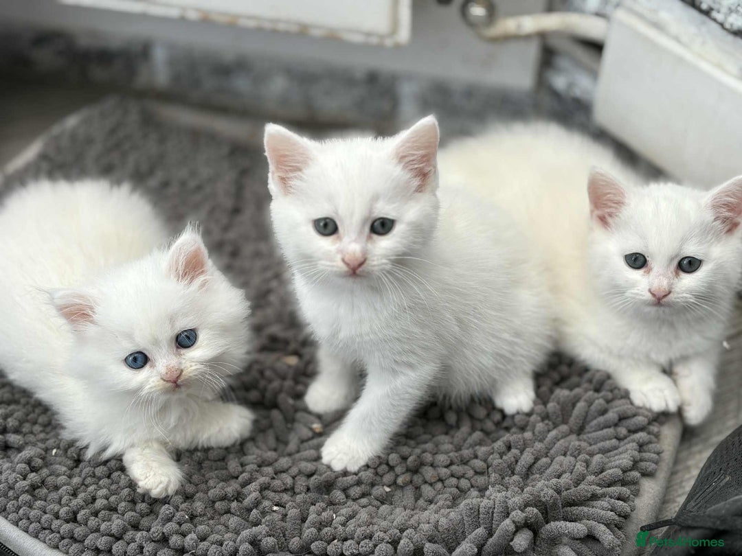 Persian cats for sale: 3 white half Persian kittens, ready soon - Image 8