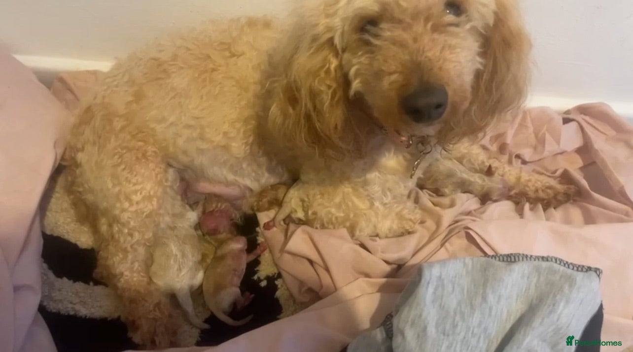 Toy Poodle dogs Beautiful Toy Poodle Puppies – Loving Homes Wanted - Advert 3