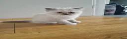 Ragdoll cats for sale: Ragdoll - Advert 17