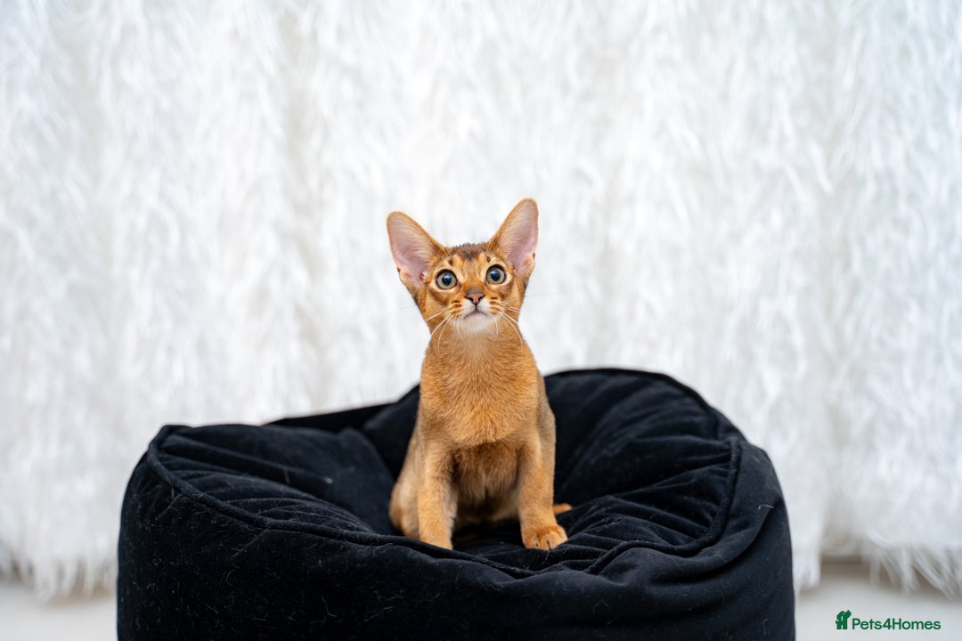 Abyssinian cats for sale: One of the Kind Abyssinian Girl-Champions Pedigree - Image 14