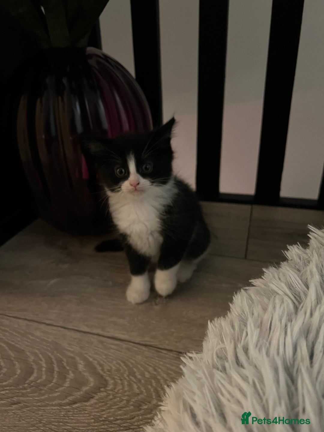 Mixed Breed cats for sale: Cheap Kittens for sale  (Ready to go asap) - Advert 5