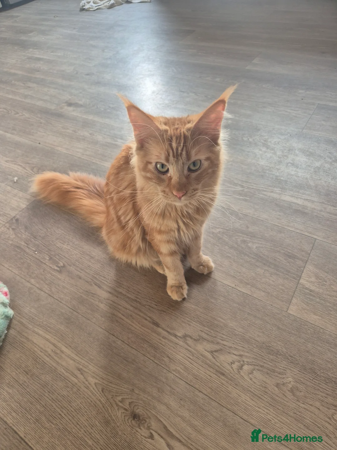 Maine Coon cats for sale: Maine coon female  - Advert 6