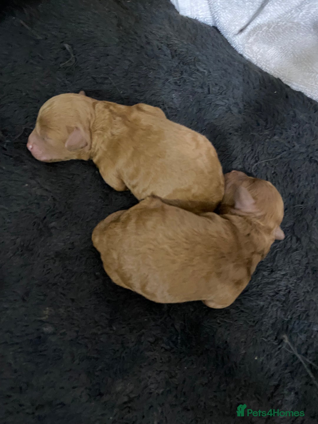 Toy Poodle dogs for sale: Toy poodle  - Advert 2