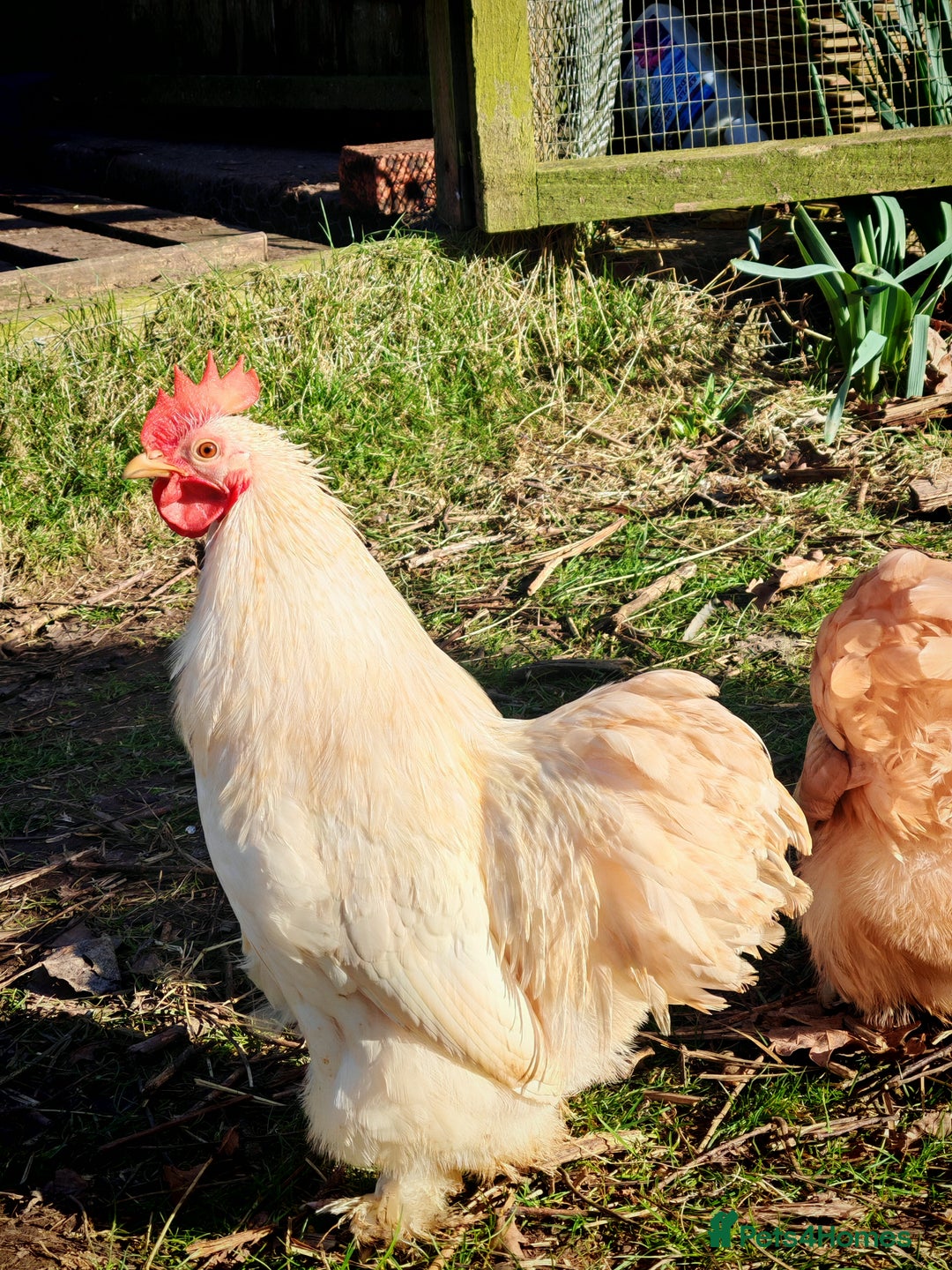 Chickens poultry for sale: Pure Breed Pekin Bantams Quad in Birmingham - Image 2