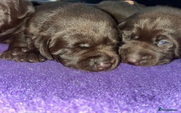 Labrador Retriever dogs for sale: Fully health tested working chocolate Labradors. - Image 3