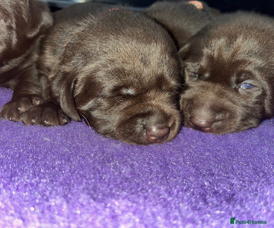 Labrador Retriever dogs for sale: Fully health tested working chocolate Labradors. - Image 3