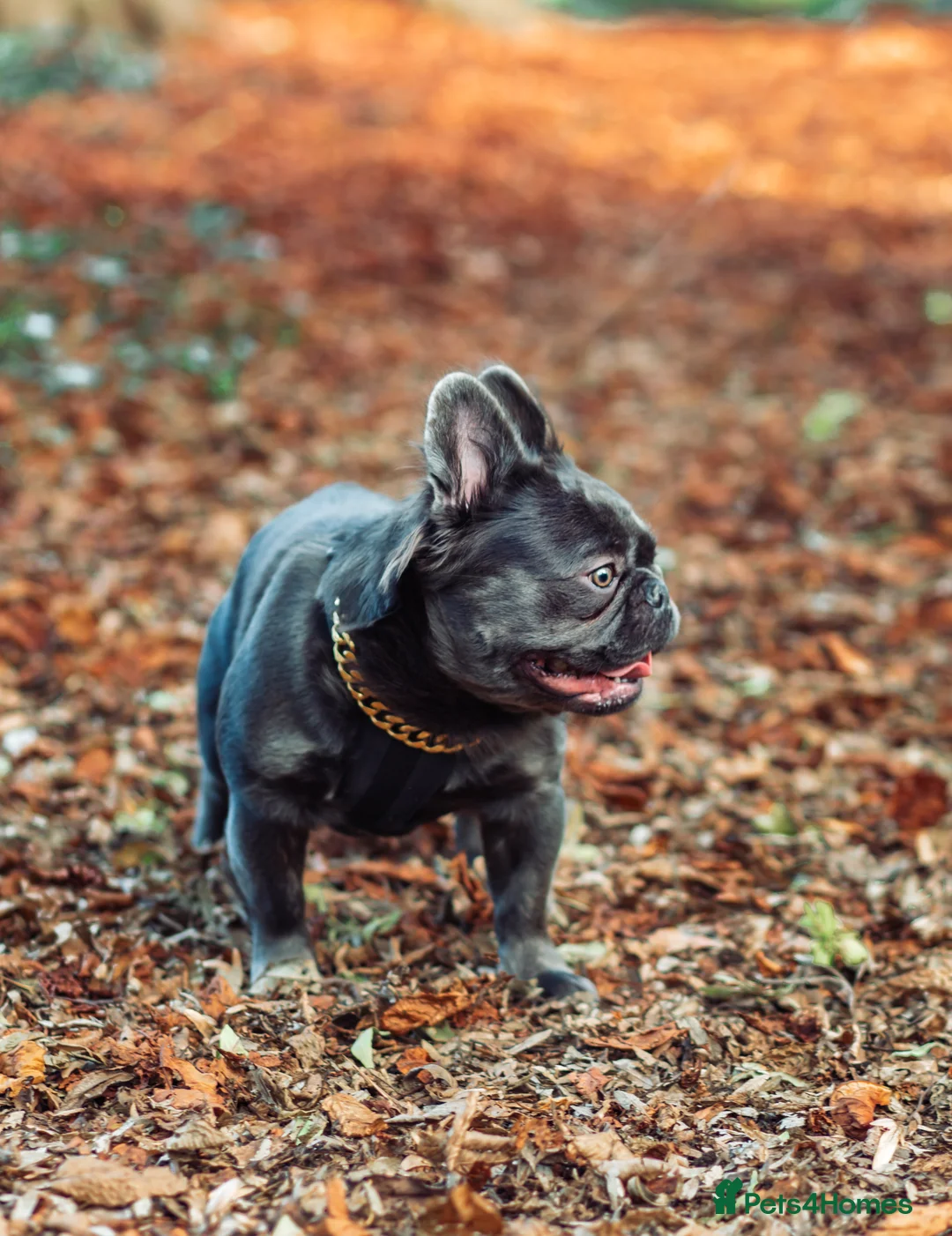 French Bulldog dogs for stud: 🔥🔥 PROVEN L1 & L4 BLUE VISUAL FLUFFY STUD 🔥🔥 in Feltham - Advert 18