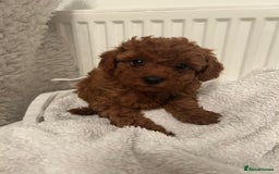 Toy Poodle dogs for sale: Stunning Fox Red Toy Poodles - Image 17