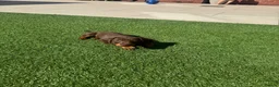Miniature Dachshund dogs for sale: Smooth Haired Miniature Daschund  - Advert 2