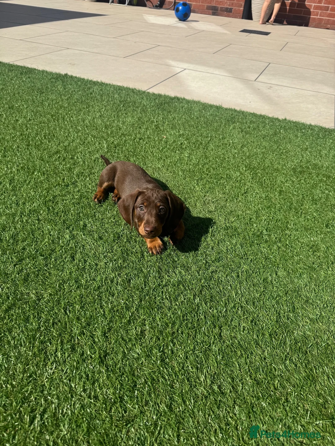 Miniature Dachshund dogs for sale: Smooth Haired Miniature Daschund  - Advert 2