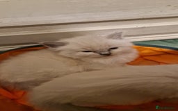 Ragdoll cats for sale: Gorgeous Ragdoll Kittens  - Image 15