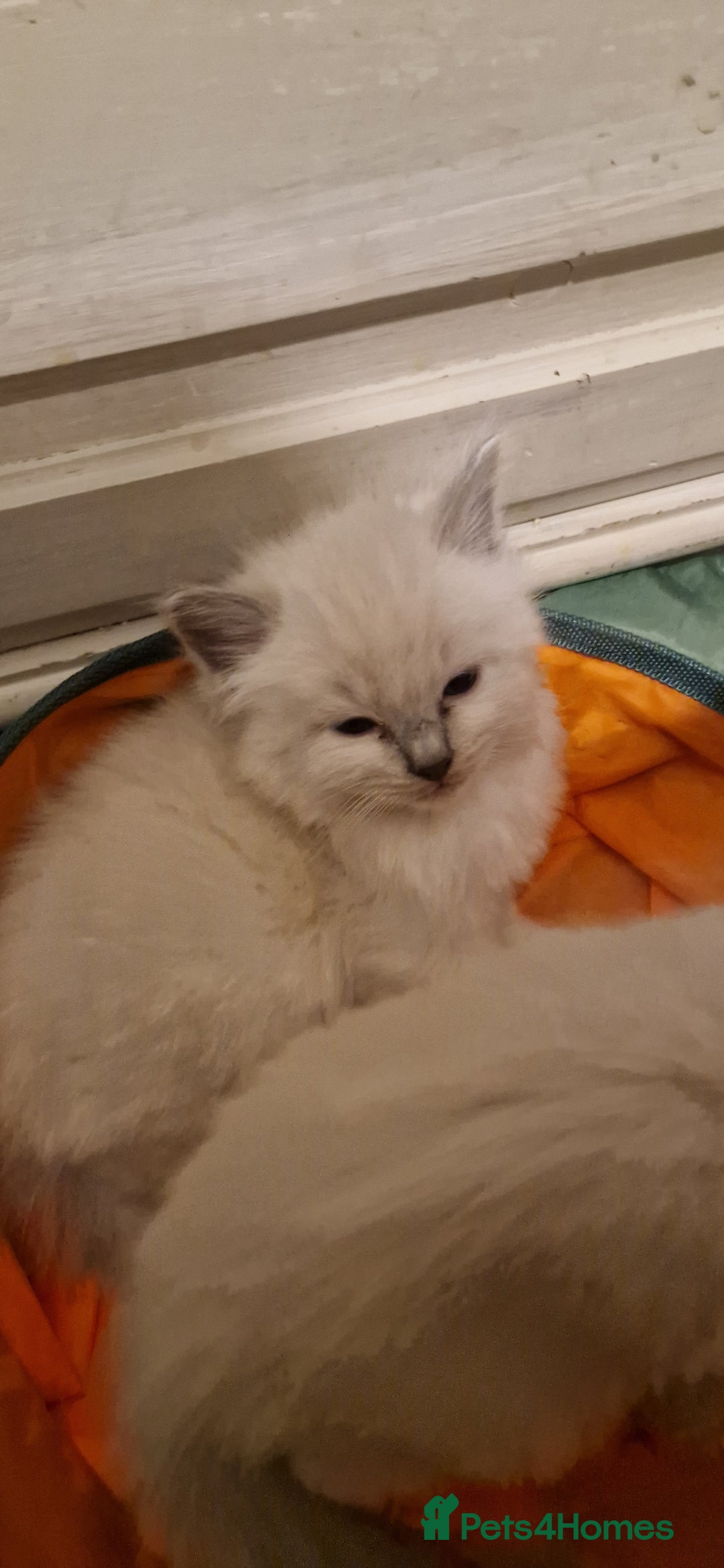 Ragdoll cats for sale: Gorgeous Ragdoll Kittens  - Image 15