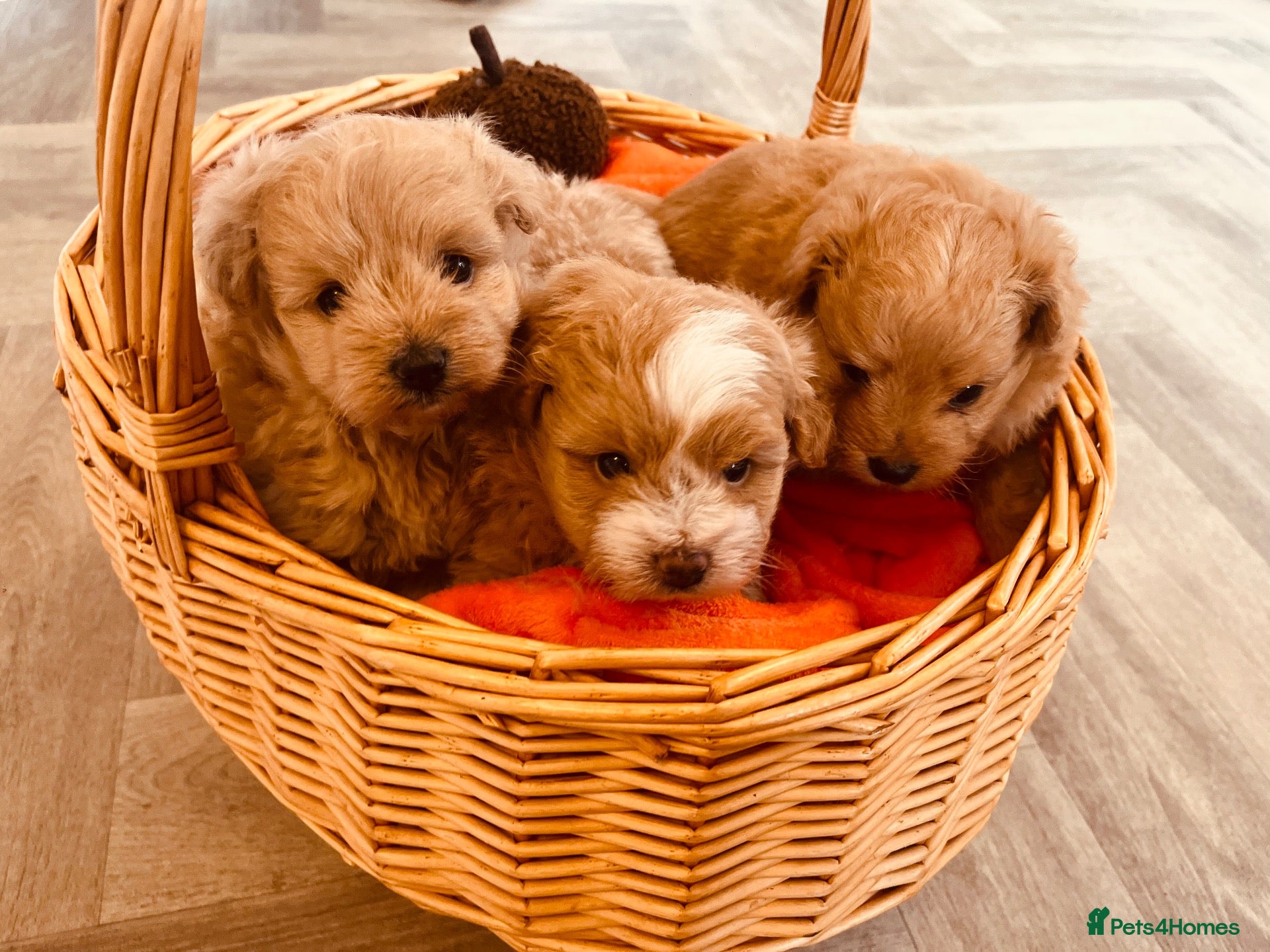 Pomapoo dogs Stunning pomapoo puppies - Advert 1