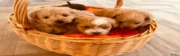 Pomapoo dogs for sale: Stunning pomapoo puppies - Advert 1