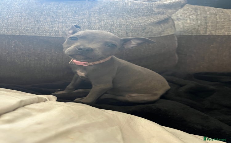 Staffordshire Bull Terrier dogs - Advert 12