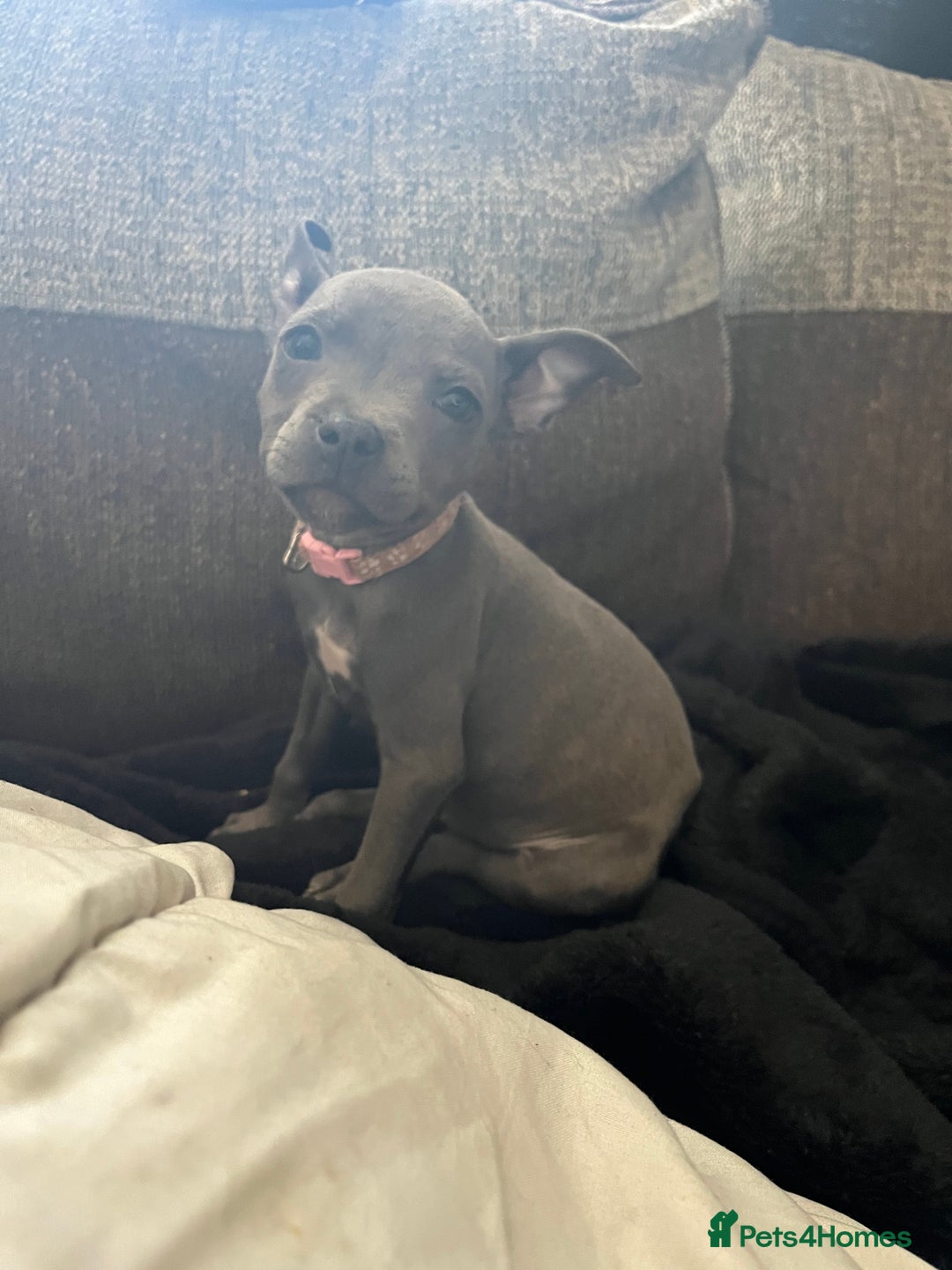 Staffordshire Bull Terrier dogs for sale: Blue Staffordshire bull terrier puppies  - Image 1