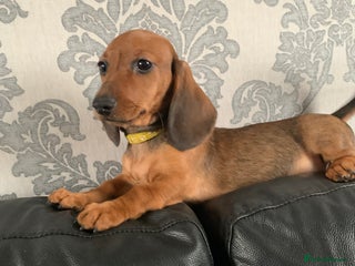 Miniature Dachshund dogs Kc miniature dachshund fully vaccinated ready now - Advert 8