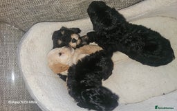 Cockapoo dogs for sale: Beautiful cockapoo babies!  - Image 6