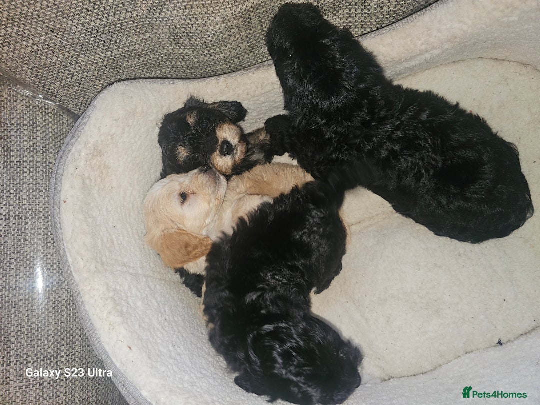 Cockapoo dogs for sale: Beautiful cockapoo babies!  - Image 6