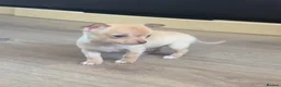 Chihuahua dogs for sale: CHIHUAHUA PUPPIES 3 only available now  - Advert 4