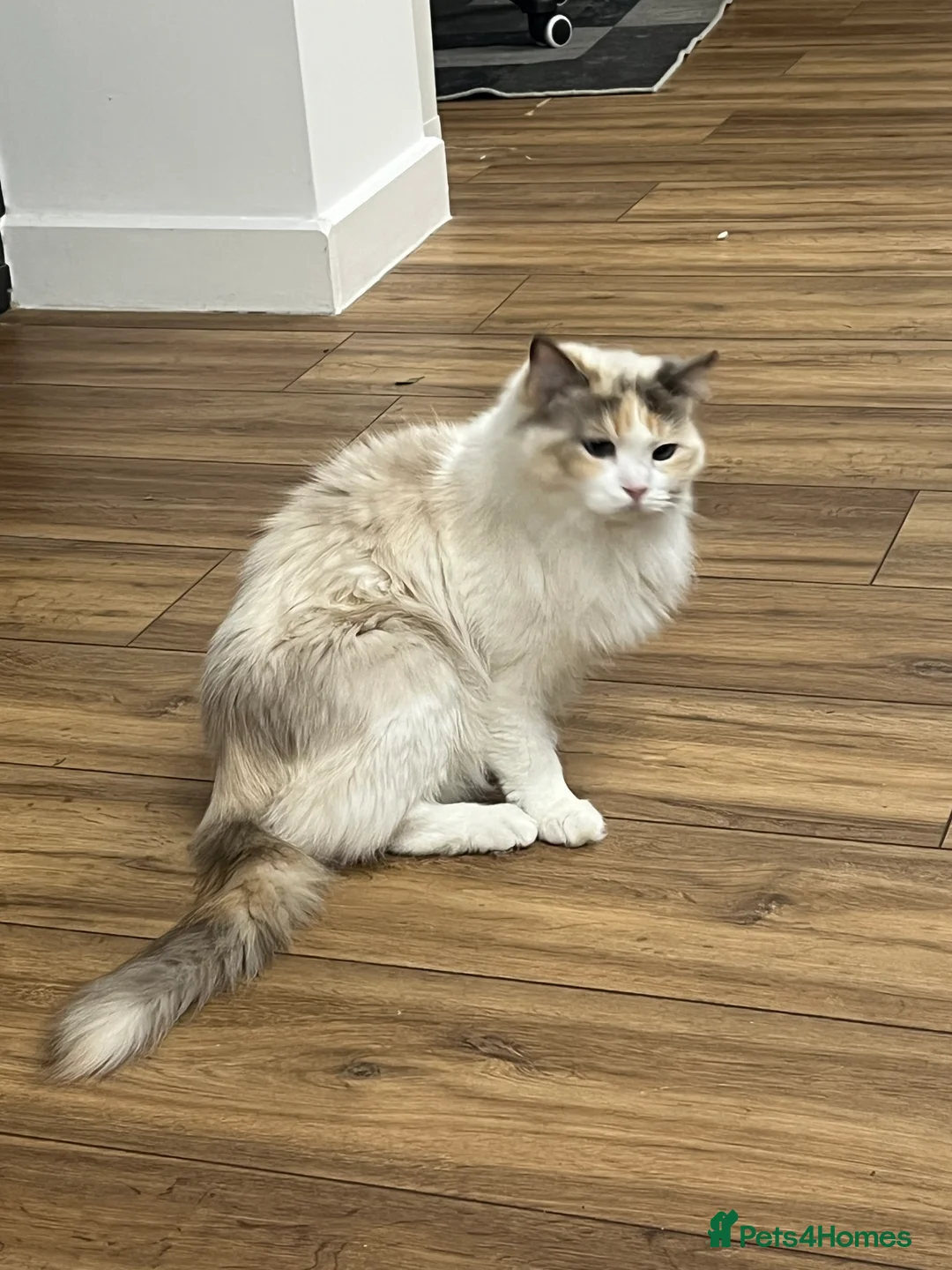 Ragdoll cats for sale: pure breed ragdoll female in Colchester - Advert 1