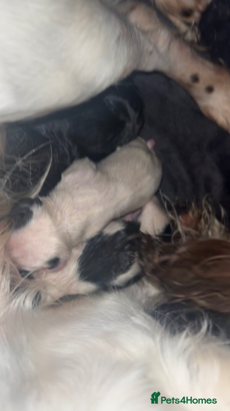 Mixed Breed dogs Newborn puppies - Advert 11