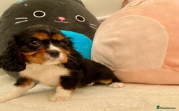 Cavalier King Charles Spaniel dogs for sale: King Charles cavalier puppies  - Image 9
