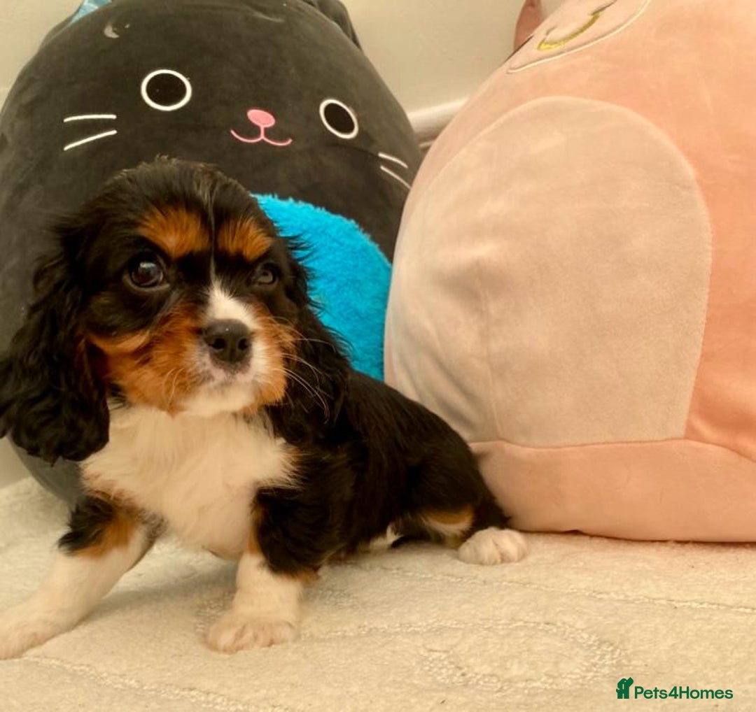 Cavalier King Charles Spaniel dogs for sale: King Charles cavalier puppies  - Image 9