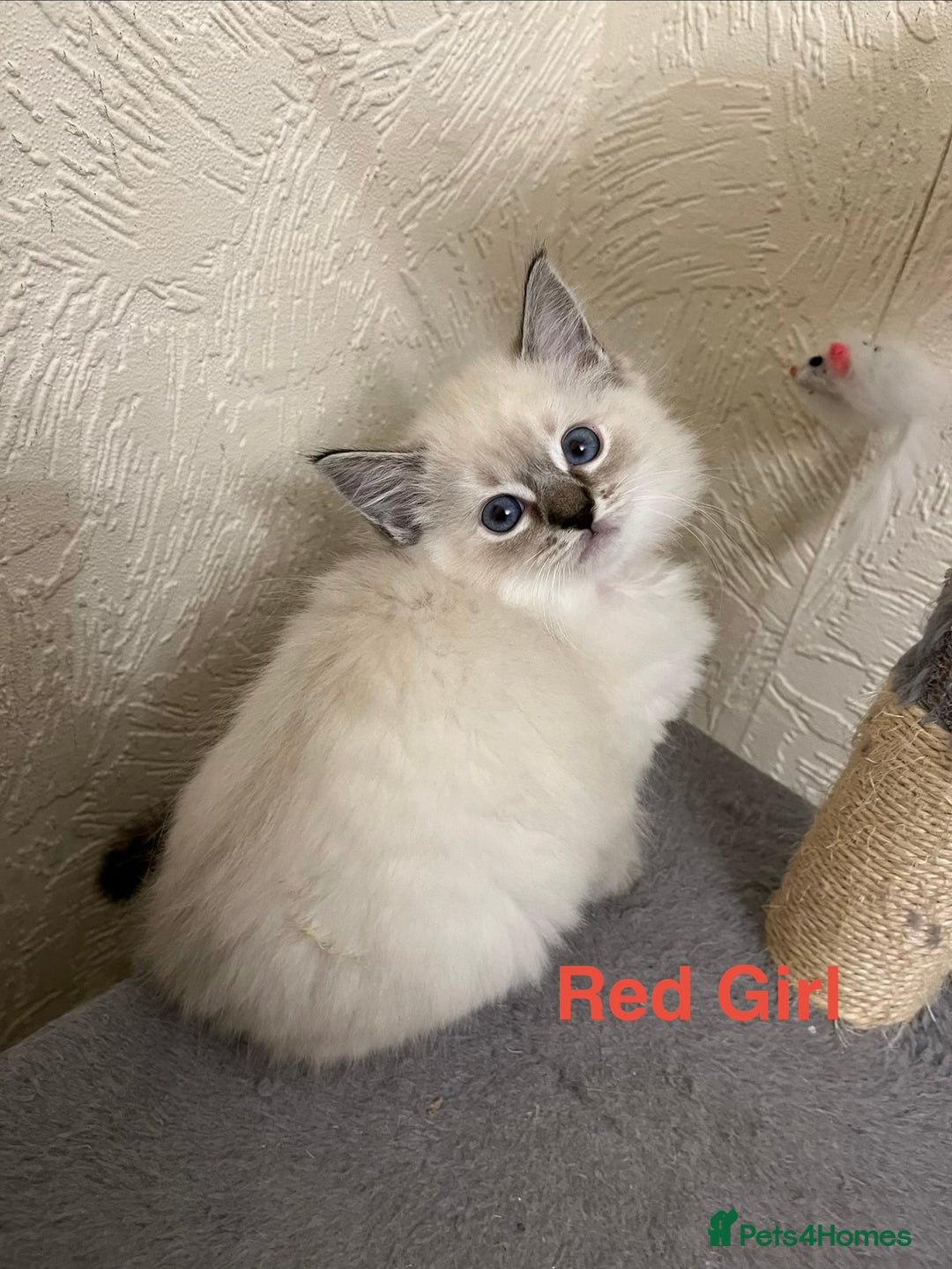Ragdoll cats for sale: ❤️5 Beautiful Pure Ragdoll Kittens❗️❤️🐈 - Advert 31