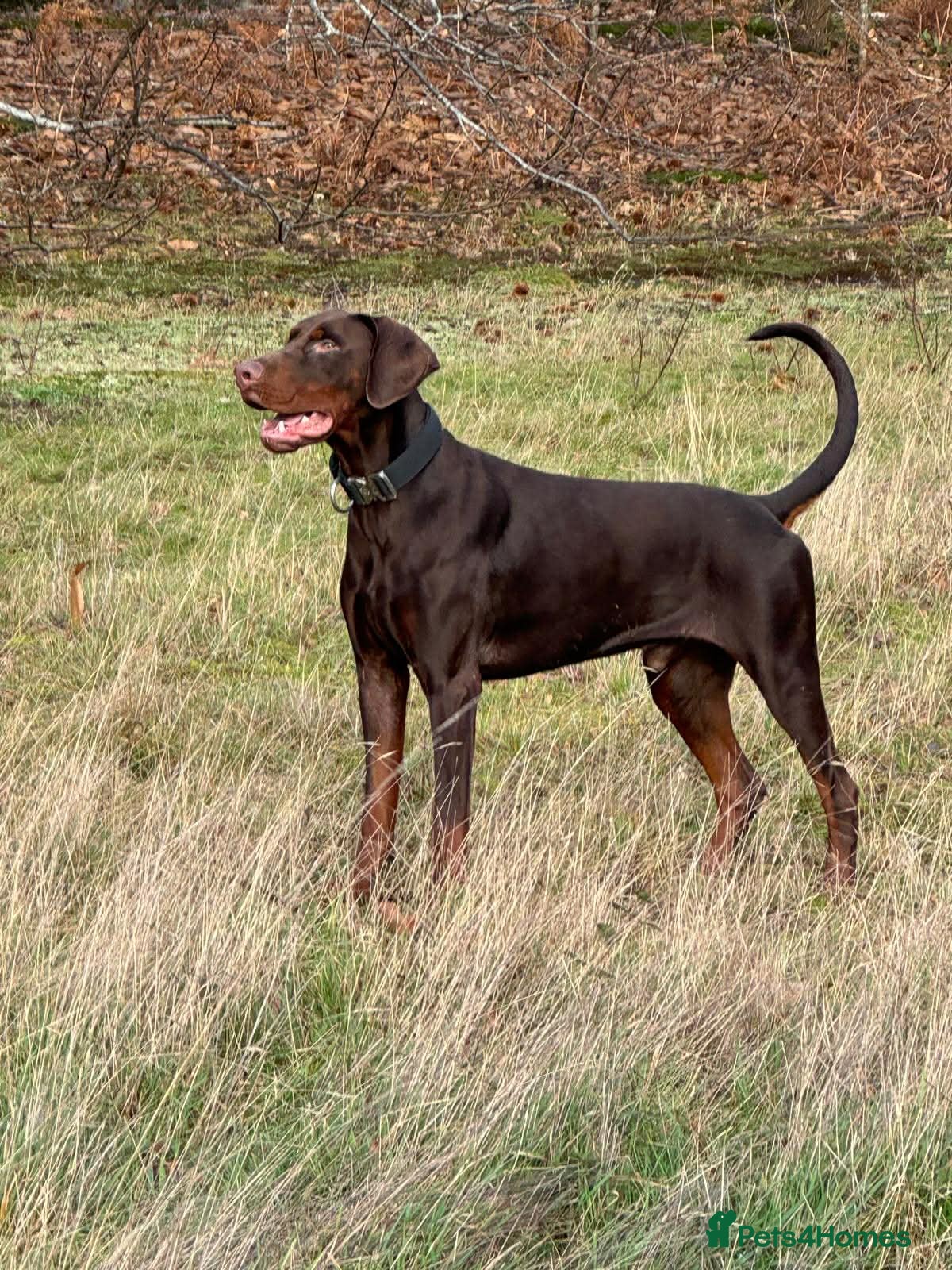 Dobermann dogs Selling my adult dogs  - Advert 1