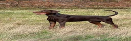 Dobermann dogs for sale: Selling my adult dogs  - Advert 1