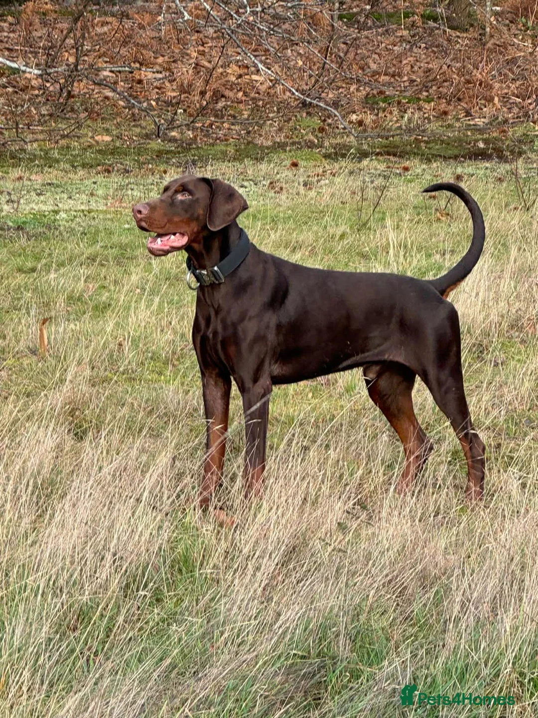 Dobermann dogs for sale: Selling my adult dogs  - Advert 1