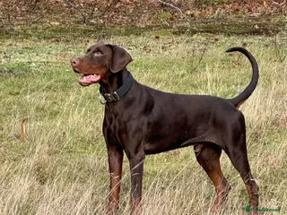 Dobermann dogs for sale: Selling my adult dogs - Advert 2