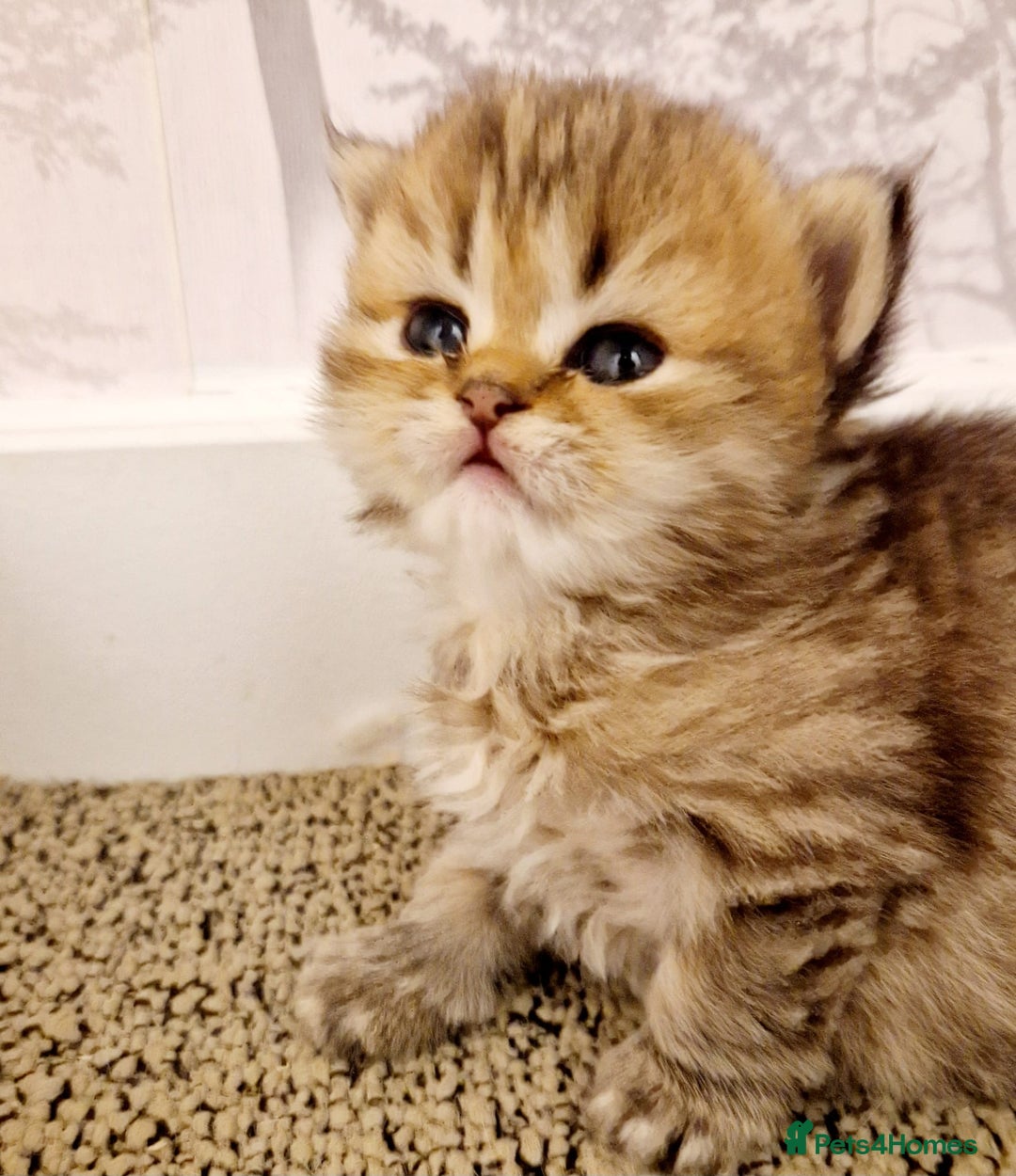 Persian cats for sale: Pure chinchilla Persian  - Image 7
