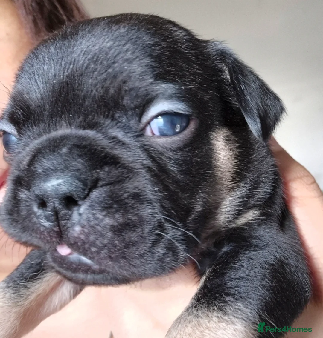 French Bulldog dogs for sale: Stunning litter of frenchies  - Advert 4