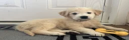 Golden Retriever dogs for sale: 8 week old golden retriever  - Advert 8