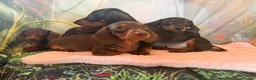 Miniature Dachshund dogs for sale: ❤️🐾 Adorable Miniature Dachshunds 🐾❤️ - Advert 18