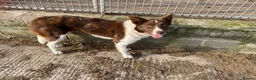 Border Collie dogs for sale: Gorgeous border collie puppies  - Advert 20
