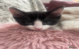 Ragdoll cats for sale: 3 Male Kittens Ragdoll X Turkish Angora  - Image 15