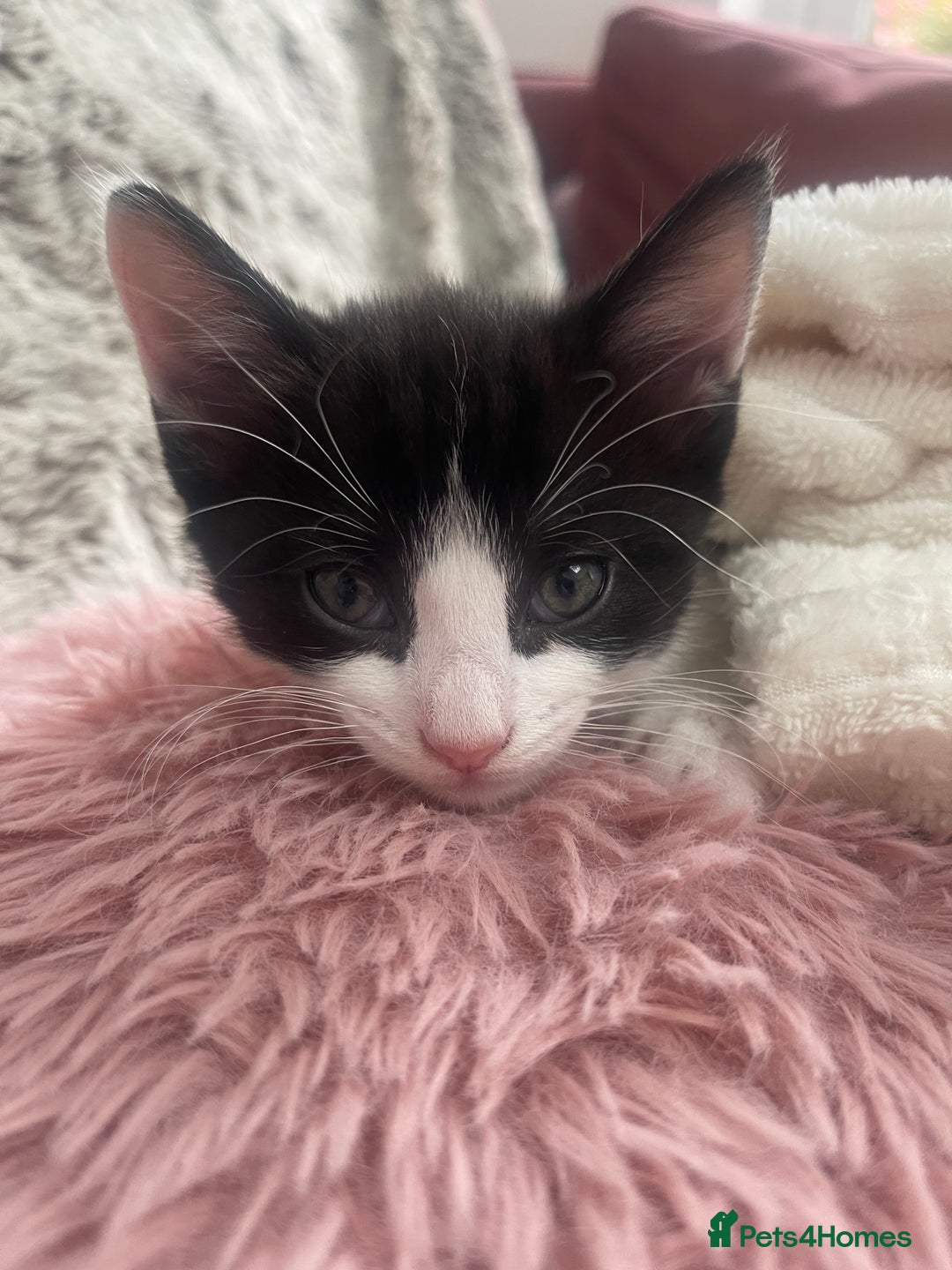 Ragdoll cats for sale: 3 Male Kittens Ragdoll X Turkish Angora  - Image 15