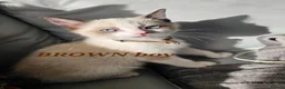 Ragdoll cats for sale: Friendly and playfull Ragdoll x  - Advert 11