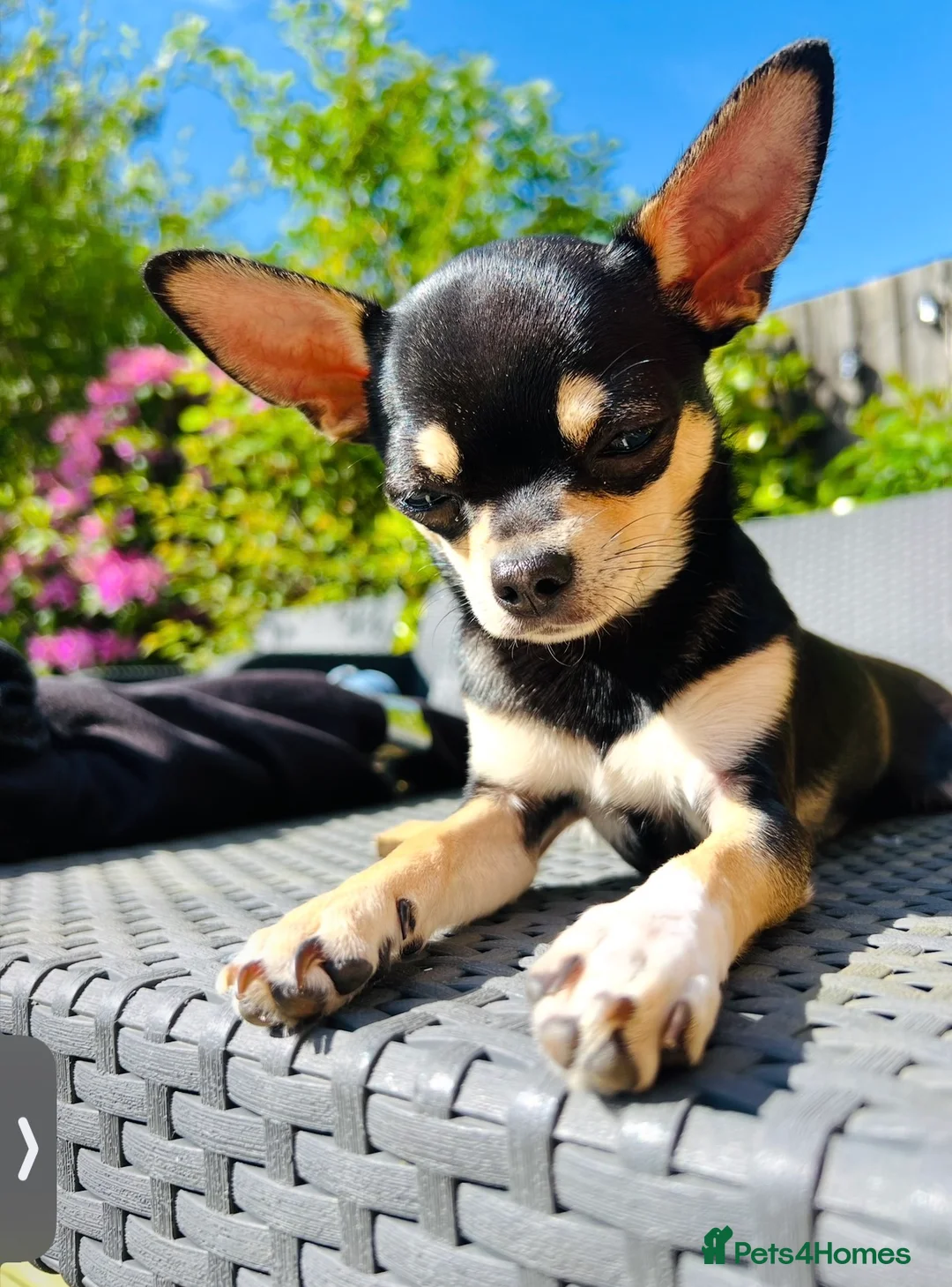 Chihuahua dogs for sale: Meet Beau - Advert 1