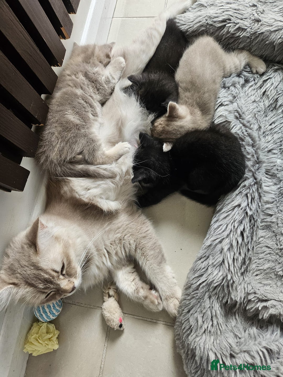 Burmese cats for sale: Beautiful Burmese x British kittens for sale 🤍  - Image 33