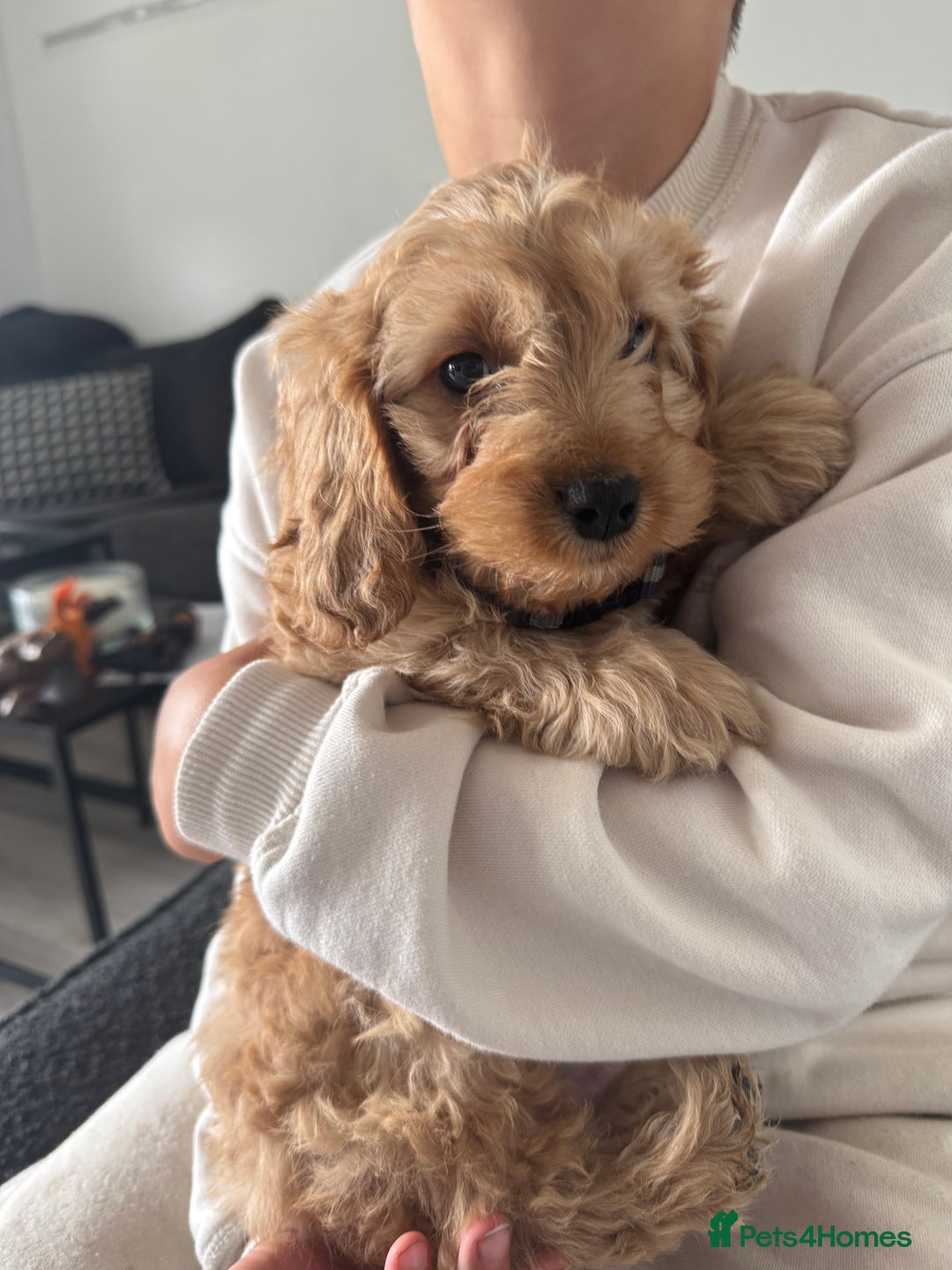 Cavapoo dogs for sale: Cavapoo puppies  - Image 8