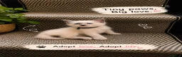 Ragdoll cats for sale: Beautiful Ragdoll kittens  - Advert 3