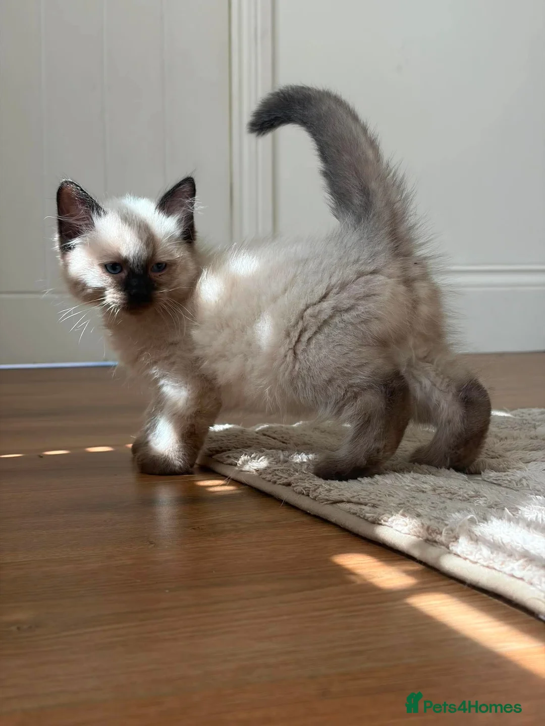 Ragdoll cats for sale: BOY RAGDOLL - Advert 2