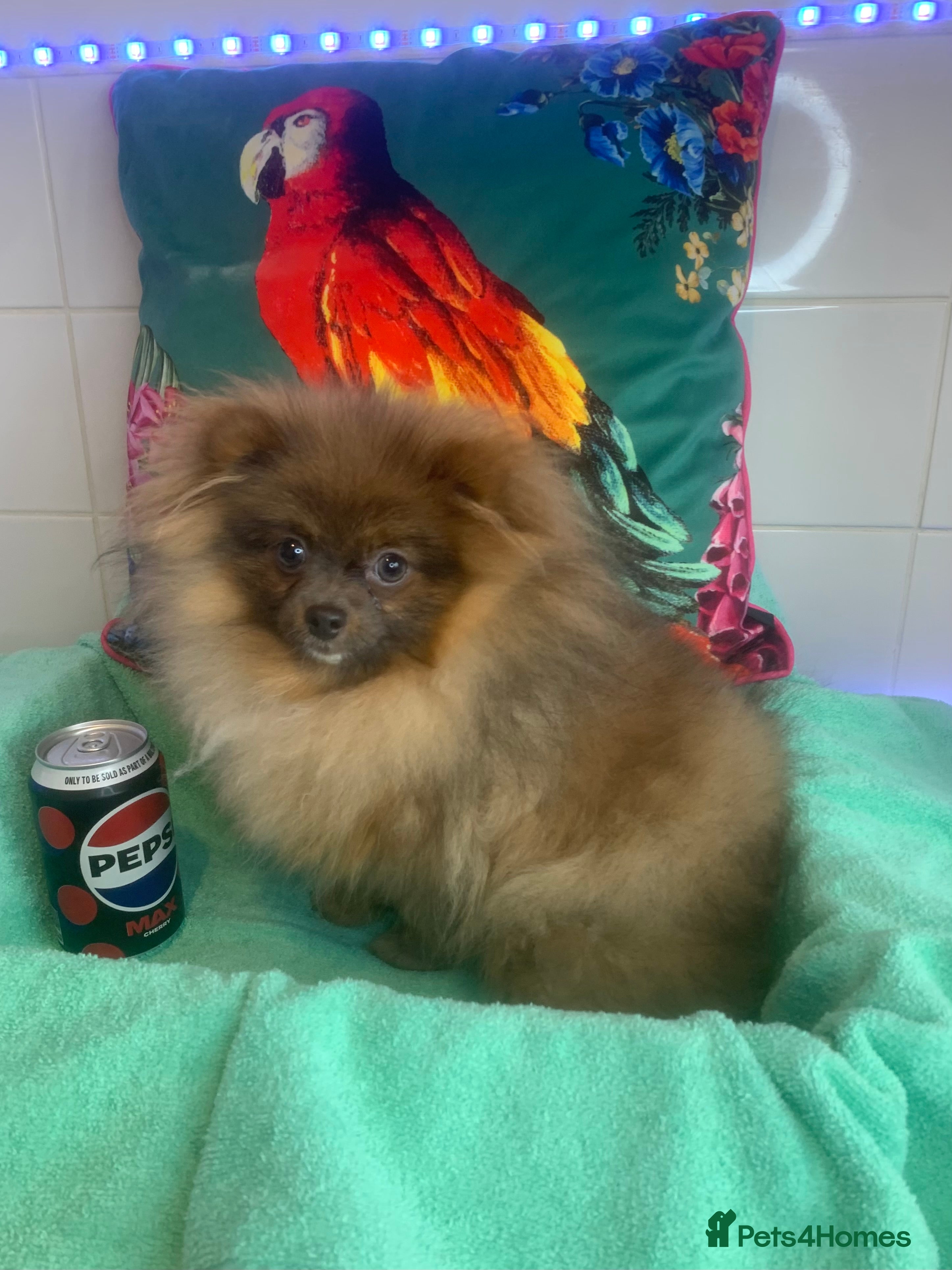 Pomeranian dogs Female Tiny Pomeranian 6 months Old OPEN TO OFFERS - Advert 4