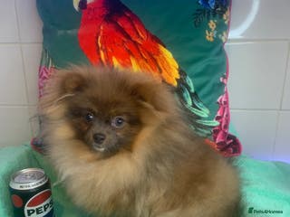 Pomeranian dogs Female Tiny Pomeranian 6 months Old OPEN TO OFFERS - Advert 3