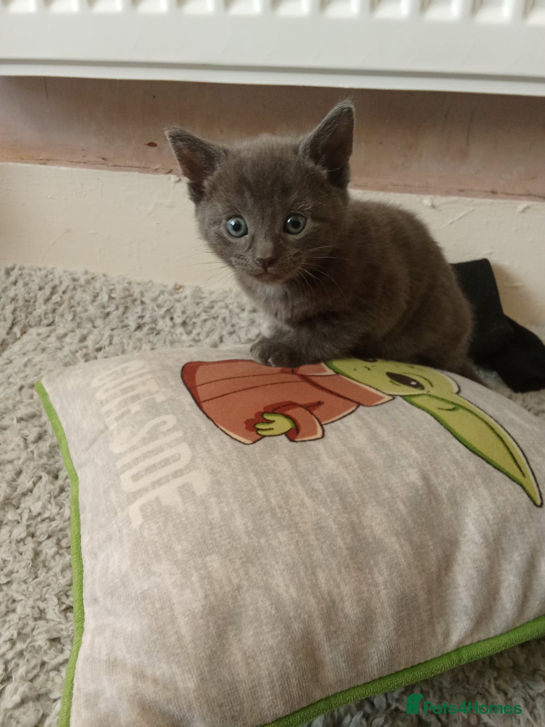 Mixed Breed cats for sale: Kittens for sale - Image 5
